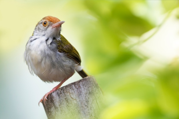 Tailorbird commun sur le tronc d&#39;arbre