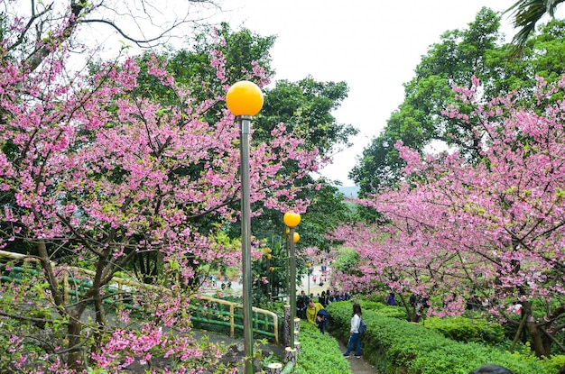 Photo taipei taiwan 10 février 2019 les gens apprécient les fleurs de cerisier sous le cerisier du palais tianyuan taiwan