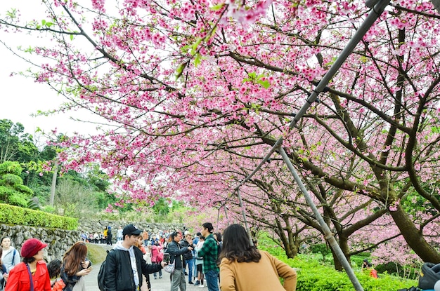 Photo taipei taiwan 10 février 2019 les gens apprécient les fleurs de cerisier sous le cerisier du palais tianyuan