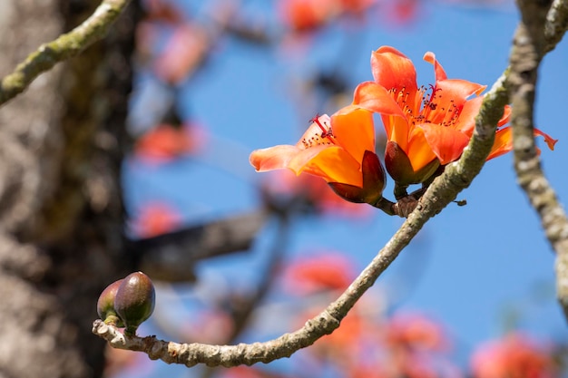 Taïwan printemps saison du kapok kapok en fleurs