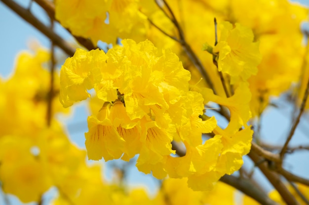 Taïwan saison de floraison printanière arbres de rue en fleurs chrysanthème Suzuki