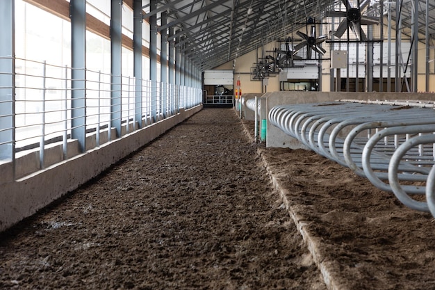 Étal de vache dans une ferme laitière moderne