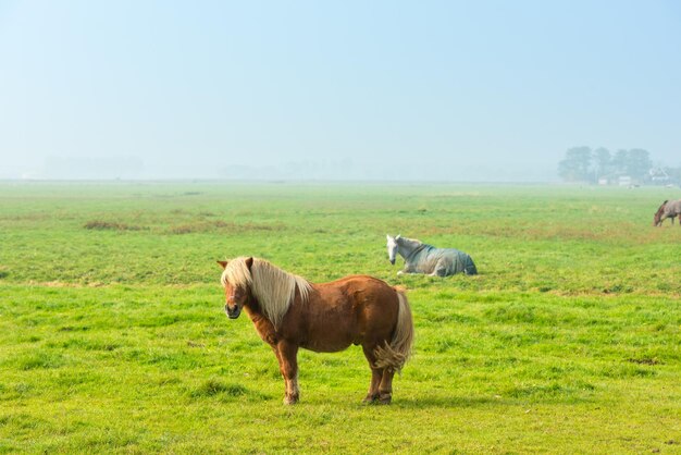 Étalon alezan broutant sur une ferme d'herbe verte