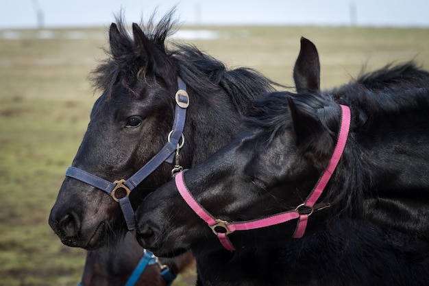 Étalon cheval frison poulain beauté