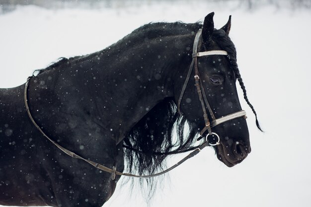 Étalon frison s'exécutant dans le champ d'hiver.