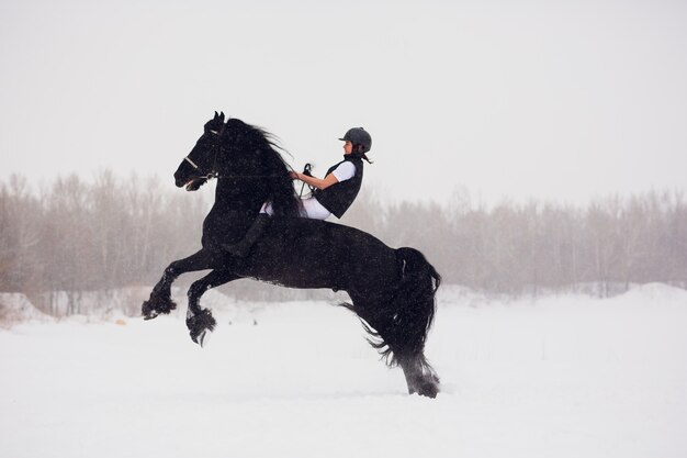 Étalon frison s'exécutant dans le champ d'hiver.