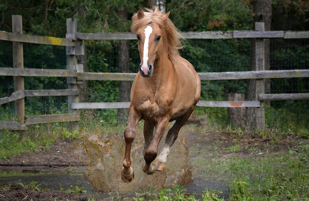 Étalon harnais puissant au galop