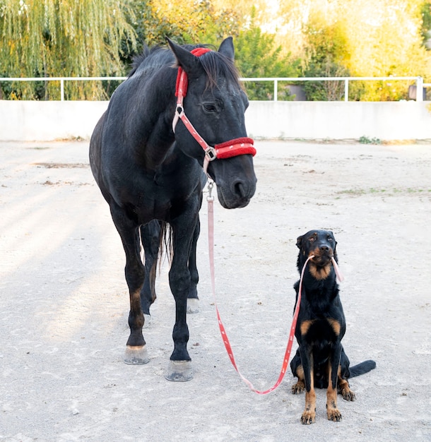 Étalon noir tenant par un chien de berger français