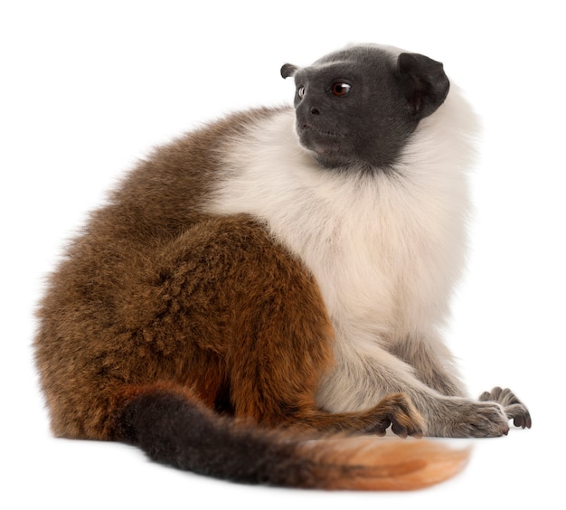 Tamarin pie isolé sur blanc