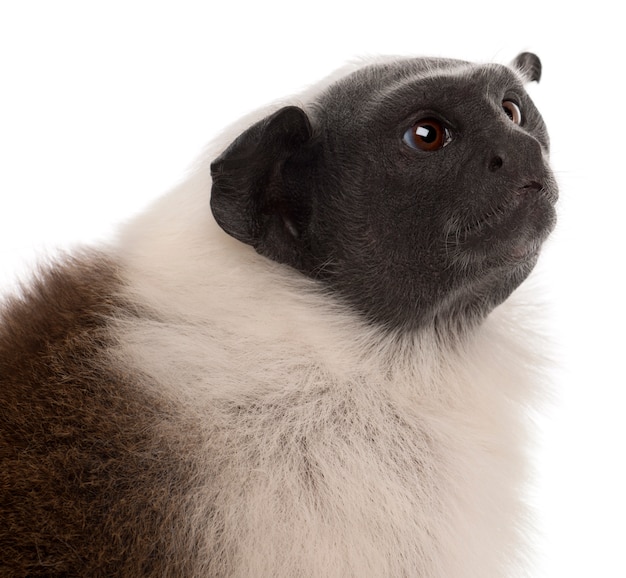 Tamarin pie isolé sur blanc