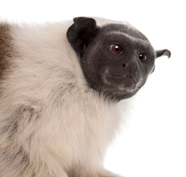 Tamarin pie isolé sur blanc