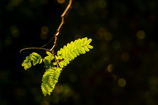 Tamarin de rivière Leucaena leucocephala feuilles vertes et silhouette d'araignée sur fond sombre