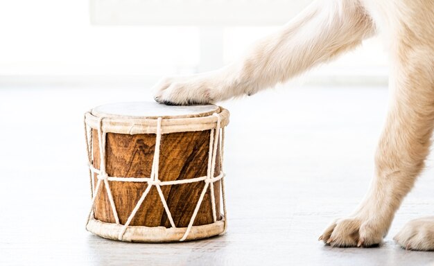 Photo tambour avec pattes de chien dessus