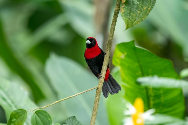 Le tanager à collier rouge est un assez petit oiseau chanteur d'Amérique centrale