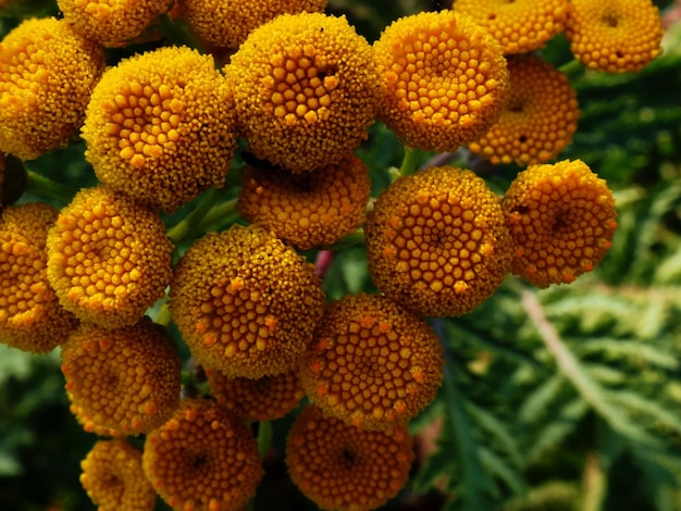 tanaisie en fleurs dans le pré