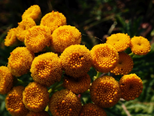 tanaisie en fleurs dans le pré