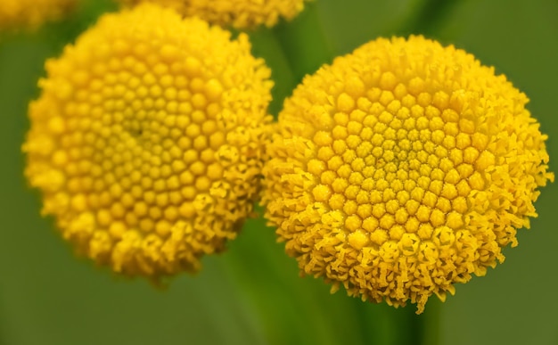 Tanaisie jaune - Tanacetum vulgare - fleurs poussant sur un pré vert, gros plan détail