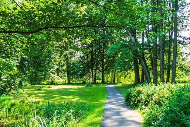 Étang, arbres verts et passerelle dans le parc de la ville d'été.