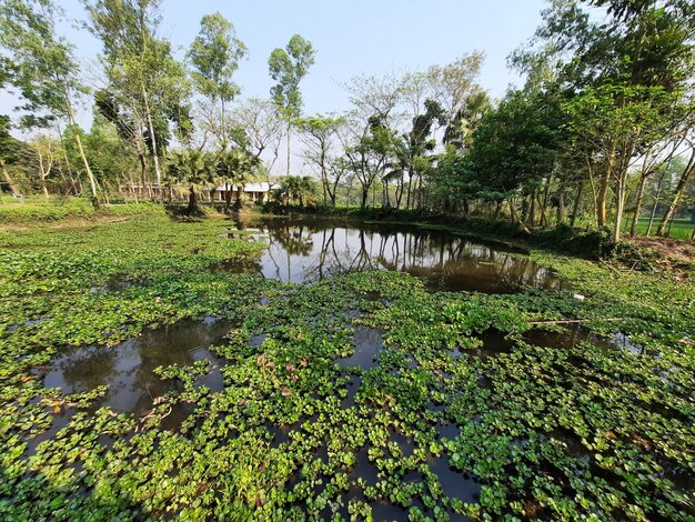 Étang à côté d'une forêt