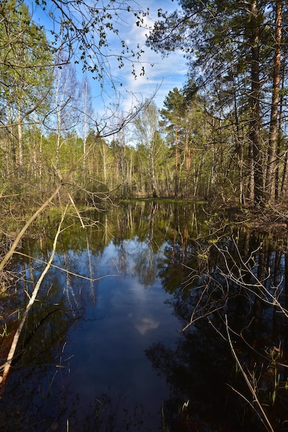 Étang dans la forêt de printemps