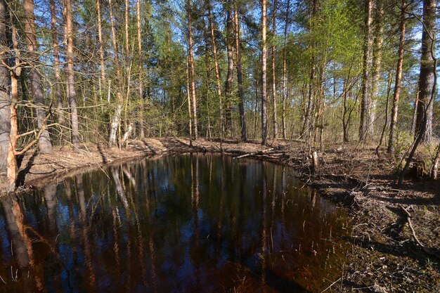 Étang dans la forêt de printemps