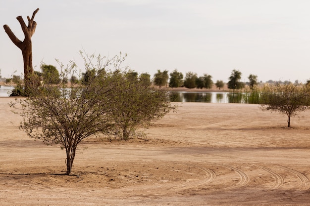 Étang du désert dans un parc à Dubaï