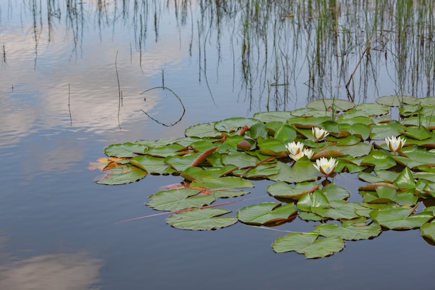 Étang d'été avec des fleurs de nénuphar sur l'eau du lac