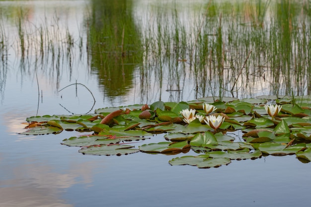 Étang d'été avec des fleurs de nénuphar sur l'eau du lac