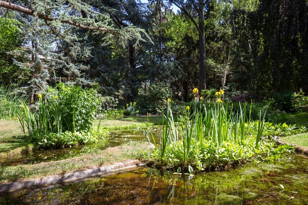 Étang et fleurs dans un parc verdoyant