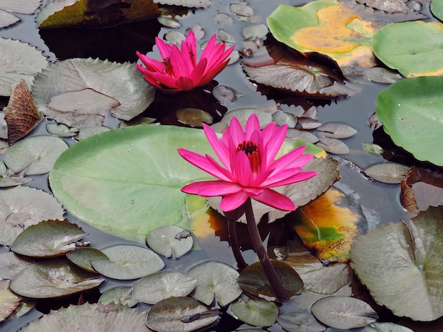 Étang de lotus fleurs ou nénuphars, rose du Nil