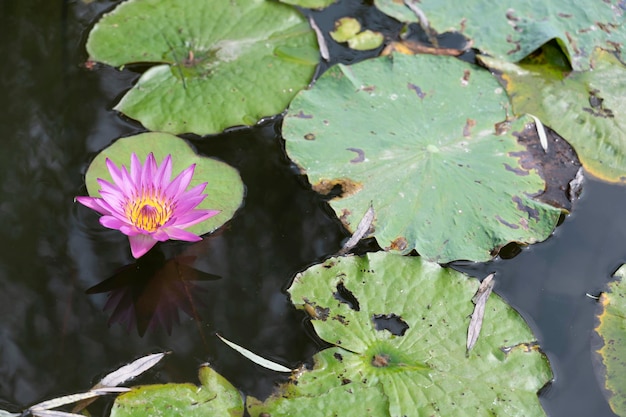 Étang de lotus de style vintage pour le fond