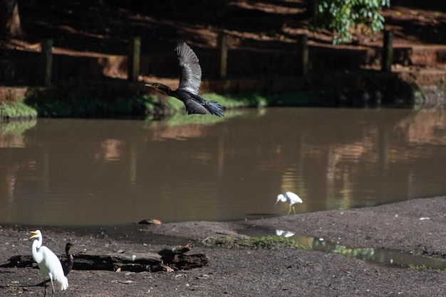 Étang avec des oiseaux bel étang plein de sauvagine mise au point sélective de la lumière naturelle