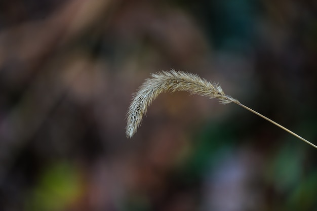 Tang d'une plante sauvage automne brun sur une nature sombre et floue