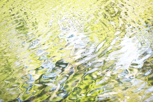 Étang avec des plantes de marais de lentilles d'eau nénuphars et lys victoria amazonica