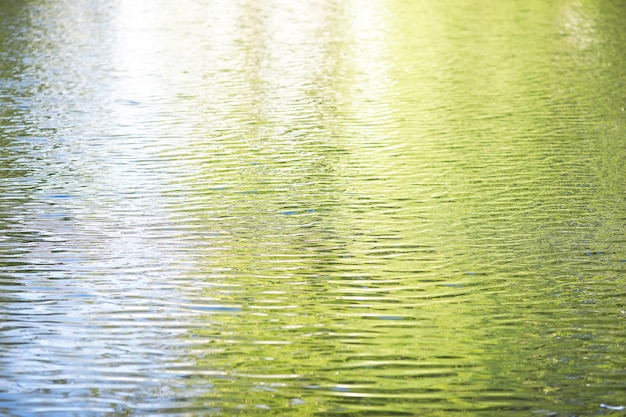 Étang avec des plantes de marais de lentilles d'eau nénuphars et lys victoria amazonica