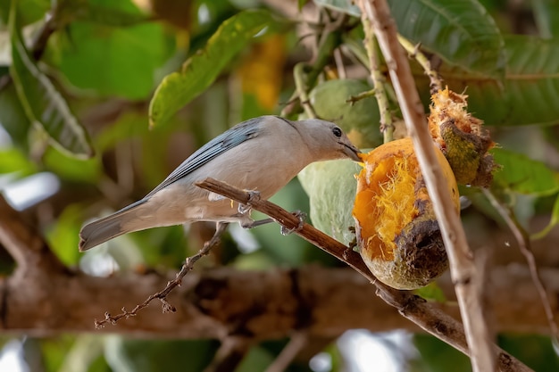 Tangara de Sayaca Oiseau de l'espèce Thraupis sayaca mangeant de la mangue