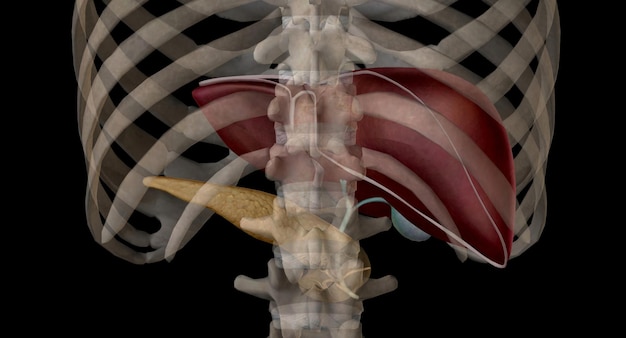 Photo en tant qu'organe endocrine, le pancréas sécrète les hormones insuline et glucagon.