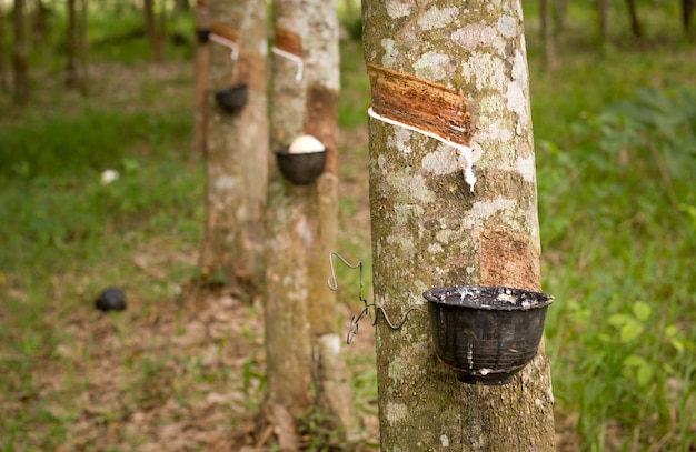 Taper la sève de l&#39;arbre à caoutchouc.