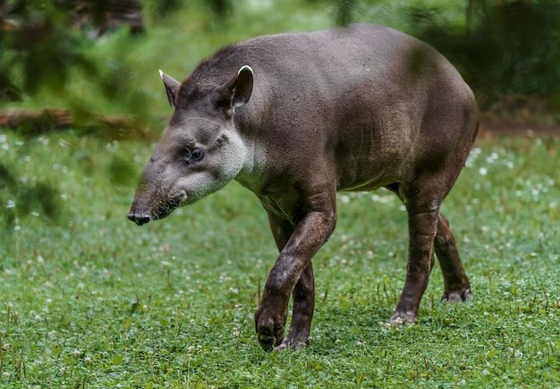 Tapir d'Amérique du Sud