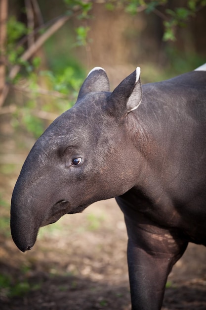 Tapir malais aussi appelé tapir asiatique Tapirus indicus