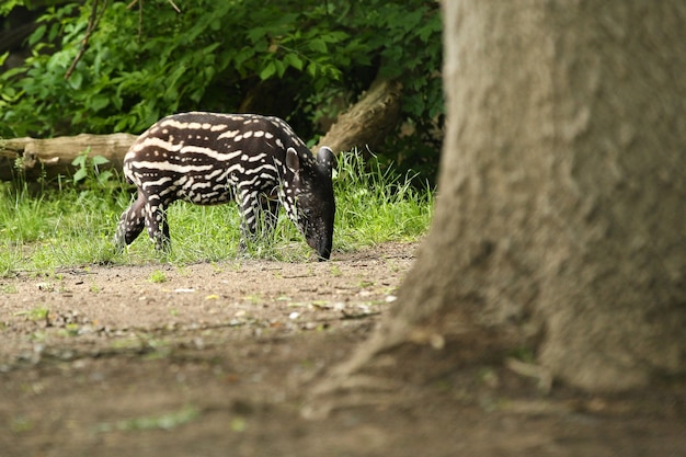 Tapir malais avec bébé dans l'habitat naturel