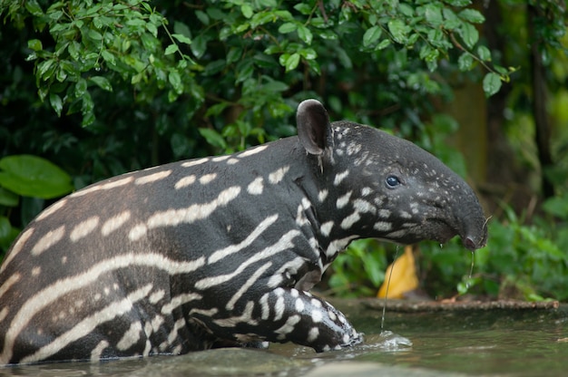 Tapir malais (tapirus indicus) dans l&#39;eau