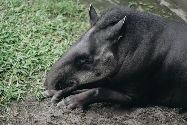 Tapir sud-américain Tapirus terrestris également connu sous le nom de tapir brésilien animal rare en captivité