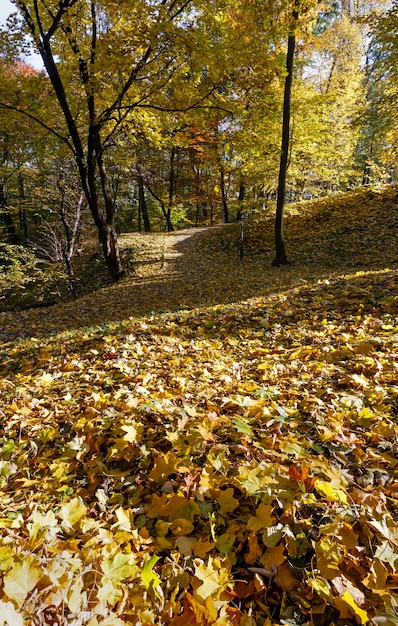 Tapis doré de feuilles d'automne avec l'ombre d'une petite colline dans le parc de la ville.