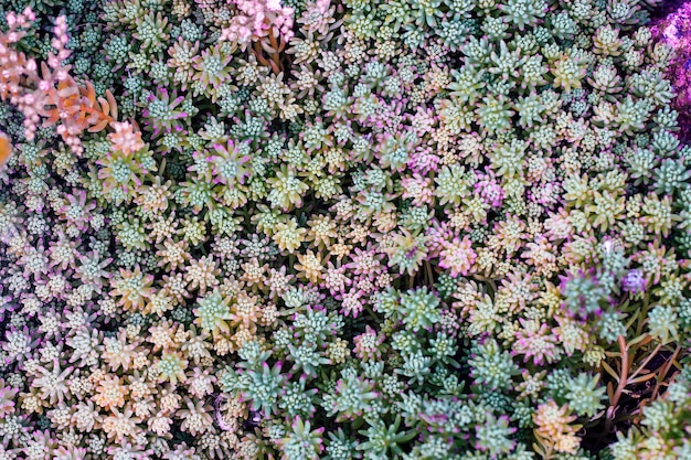 Tapis fait de succulentes colorées. Fond naturel, texture.