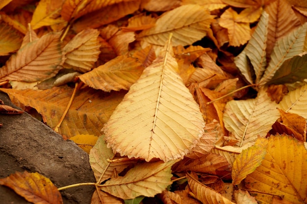 Tapis de feuilles d'automne d'un châtaignier