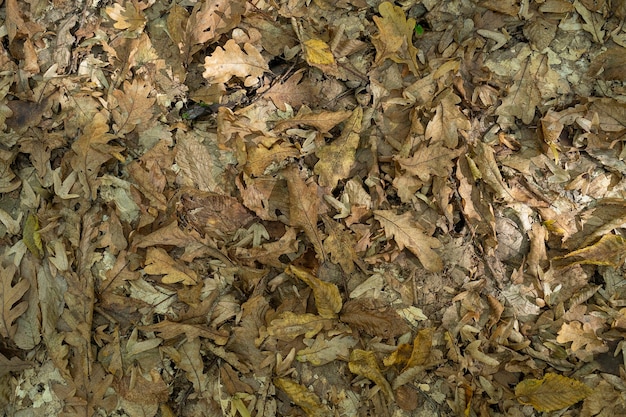 Tapis de feuilles d'automne dans de nombreuses couleurs jaunes, feuilles d'automne sèches pour le fond