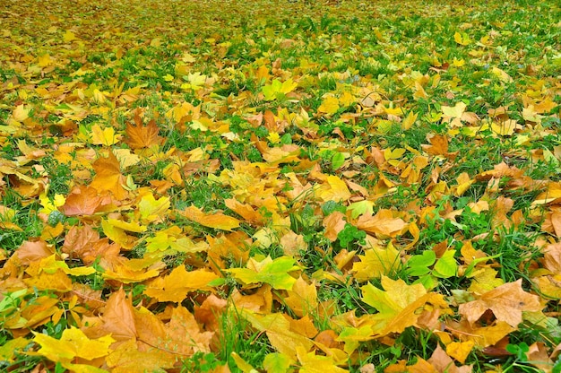 Tapis lumineux au moment de la chute des feuilles