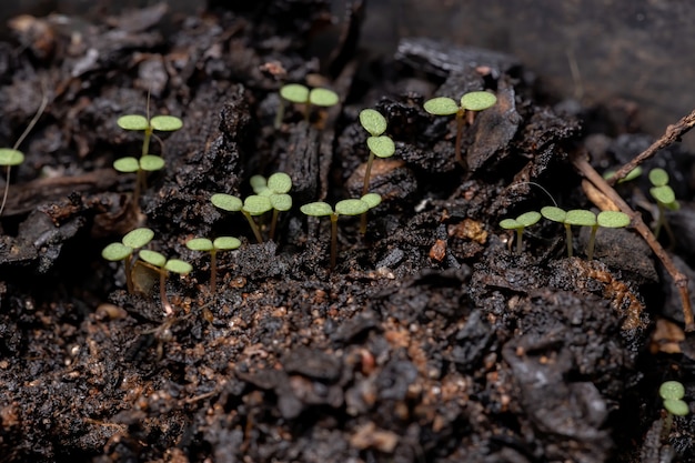 Tapis de sable prostré Plante de l'espèce Euphorbia prostrata