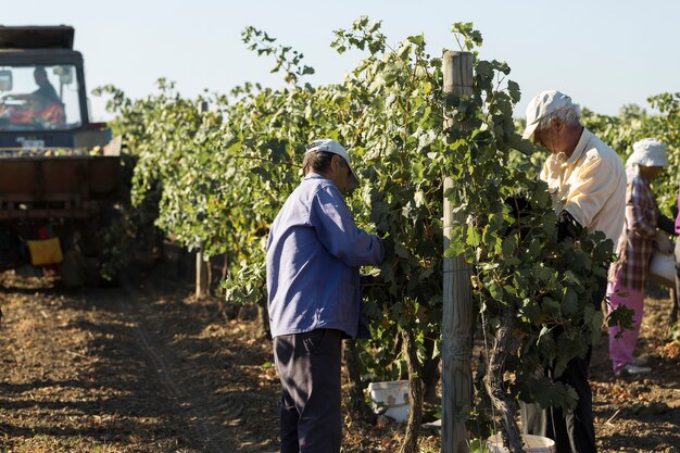 Taraclia, Moldavie, 15/09/2020. Les agriculteurs récoltent les raisins d'un vignoble. Récolte d'automne.
